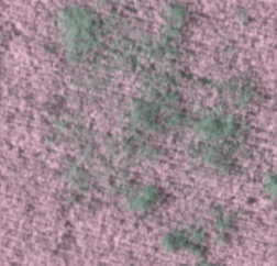 Alepo_Trigo_5cmPixel